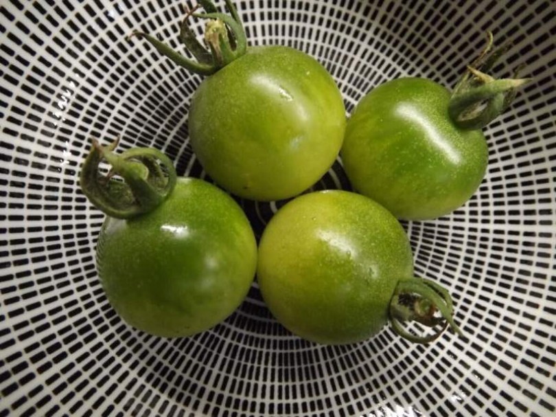 Frosted green doctors paradicsom - Paradicsom különlegességek az Egzotikus Növények Stúdiója kínálatából
